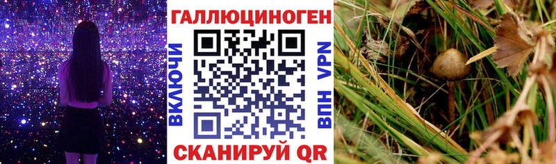 Псилоцибиновые грибы Psilocybine cubensis Мосальск